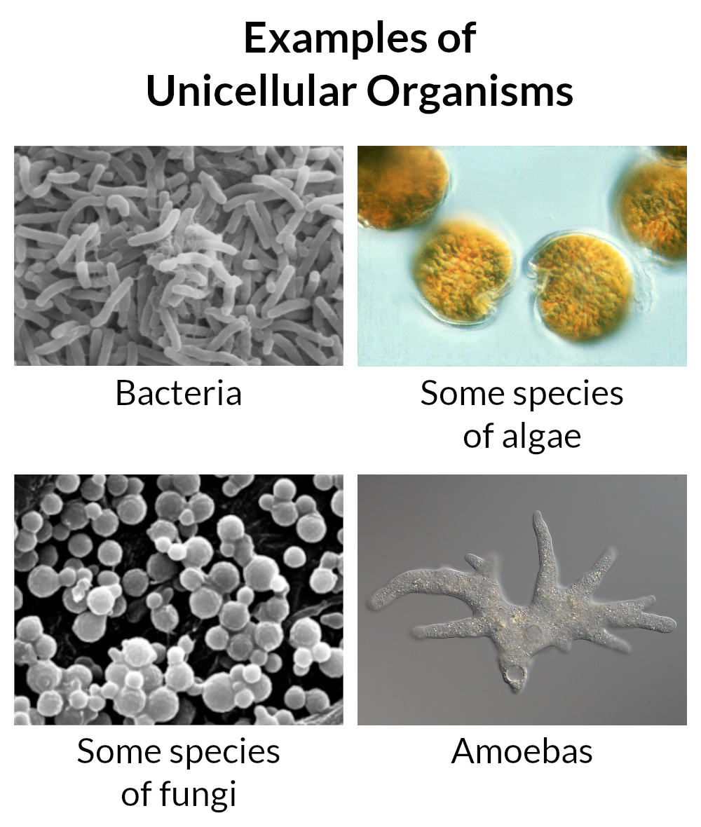Photos of unicellular organisms. Text at the top says, "Examples of Unicellular Organisms". Then there is a photo of bacterial cells, labelled "Bacteria", a photo of algal cells, labelled "Some species of algae", a photo of some fungal cells, labelled "Some species of fungi", and a photo of an amoeba, labelled "Amoebas".